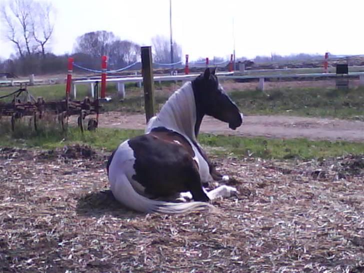 Pinto Araber Lucky<33 billede 5