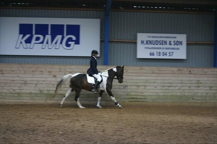 Pinto Araber Lucky<33 billede 6