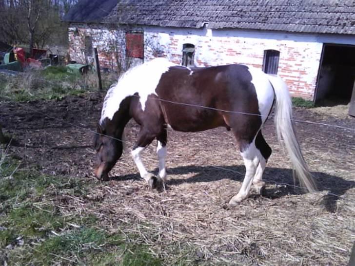 Pinto Araber Lucky<33 - Jeg går lide hen til græset<33 billede 7
