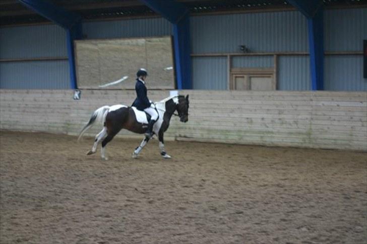 Pinto Araber Lucky<33 billede 8