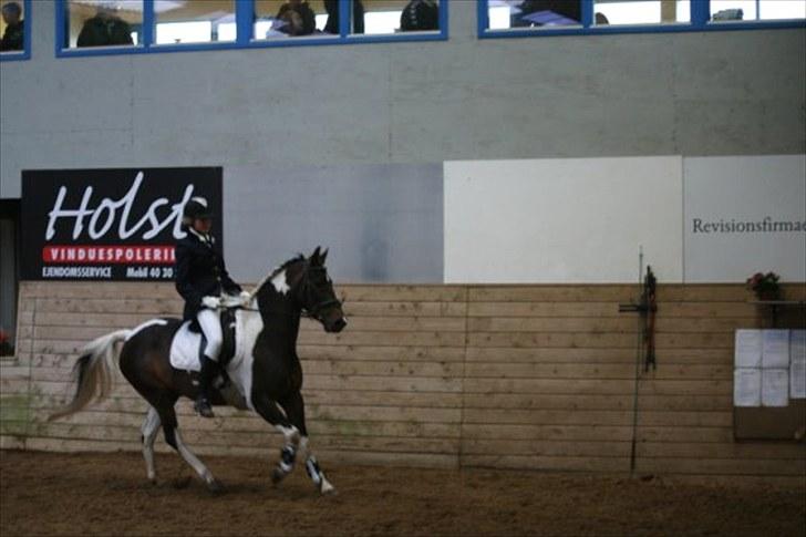 Pinto Araber Lucky<33 billede 9