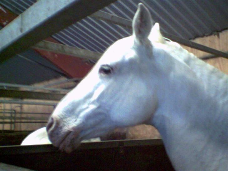 Anden særlig race Tino AFLIVET <3 billede 4