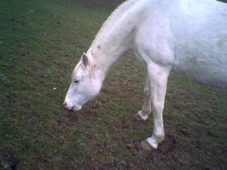 Anden særlig race Tino AFLIVET <3 billede 6