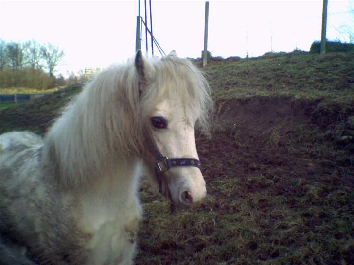 Welsh Mountain (sec A) Speedy (AFLIVET) billede 12