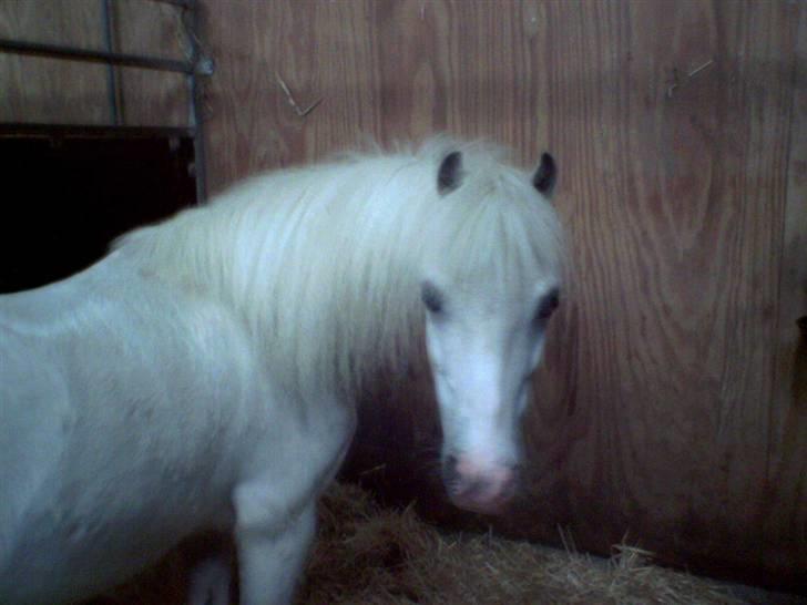 Welsh Mountain (sec A) Speedy (AFLIVET) billede 13