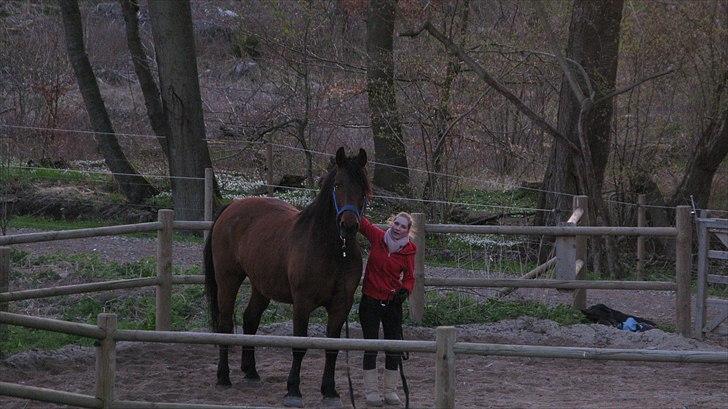 Anden særlig race Claus - Jordtræning i roundpenen.  billede 13