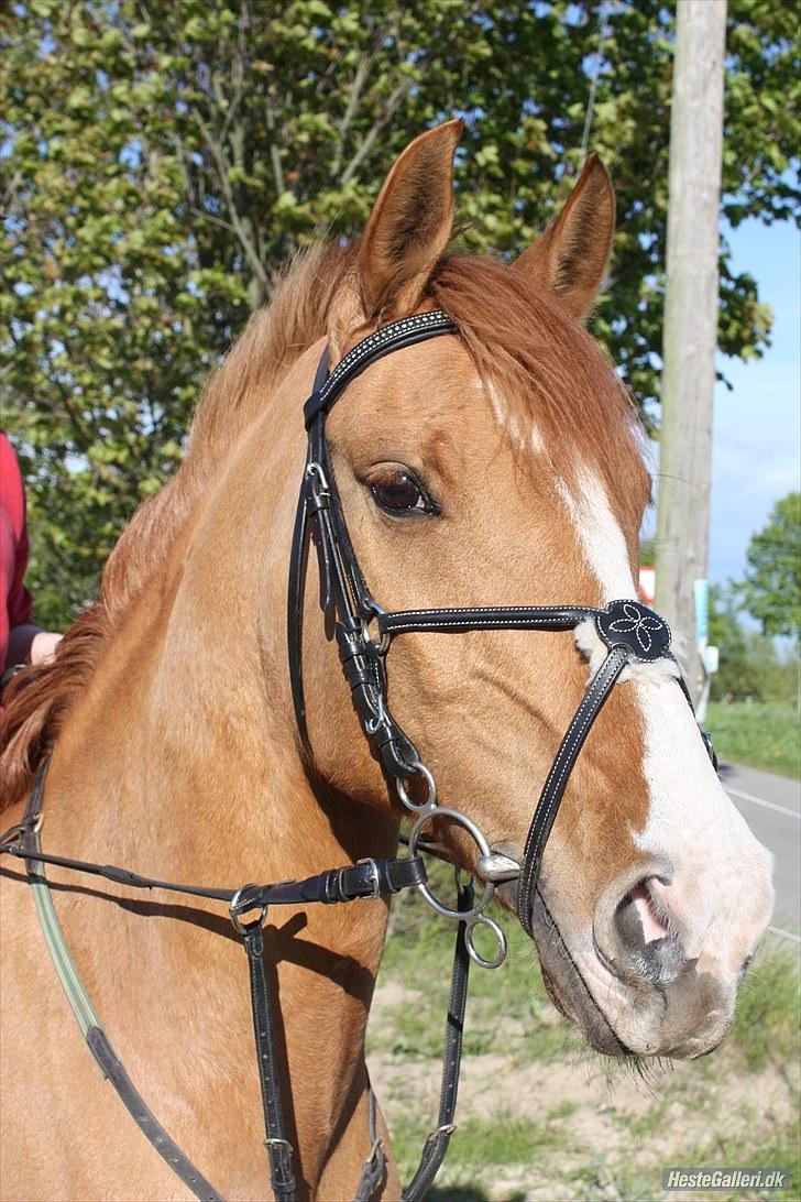 Anden særlig race Strejfer  - Foto : alberte  billede 15