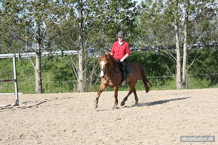 Anden særlig race Strejfer  - 18* Dressur på banen - Foto alberte. billede 16