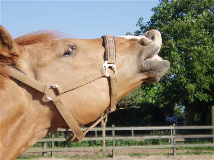Anden særlig race Strejfer  - haaaan er så sød ! billede 17