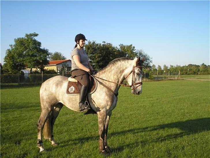 Holstener StarbækmøllesCashmir RIP - Cashmir med sit nye brune udstyr :) billede 1