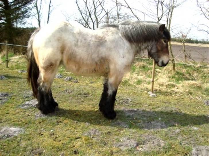 Belgier Bianca af Farendløse billede 17