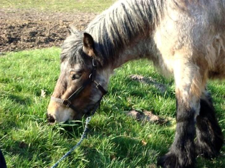 Belgier Bianca af Farendløse - Mums billede 20