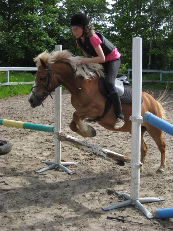 Anden særlig race Sasha *savnet !!!* - Hygge spring !  billede 7