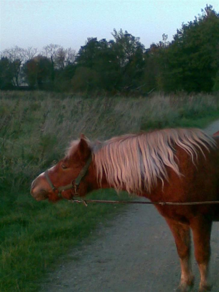 Anden særlig race Sasha *savnet !!!* - Sasha den dejlige pony <3<3 billede 2