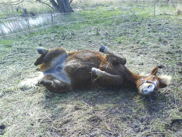 Anden særlig race Sasha *savnet !!!* - Altid dejligt med en ruller !  billede 3