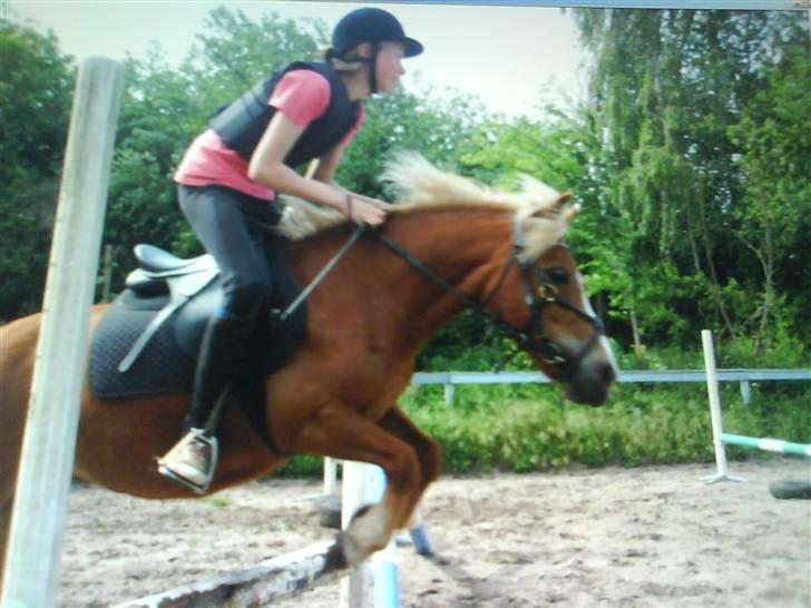 Anden særlig race Sasha *savnet !!!* - SAS !!! billede 6