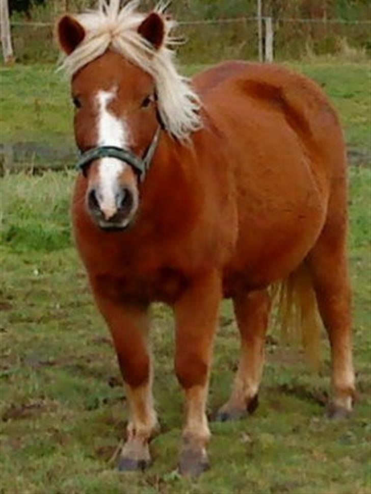 Anden særlig race Sasha *savnet !!!* - You can count on me like 1 2 3 i`ll be there and i know when I need it I can count on you like 4 3 2 you`ll be there cuz that`s what friends are supposed to do, oh yeah !    billede 4