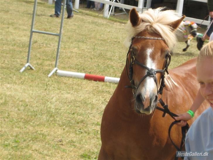 Anden særlig race Sasha *savnet !!!* - Dyrskue ! 
Velkommen til lille Diddi prinsessens profil !  billede 1