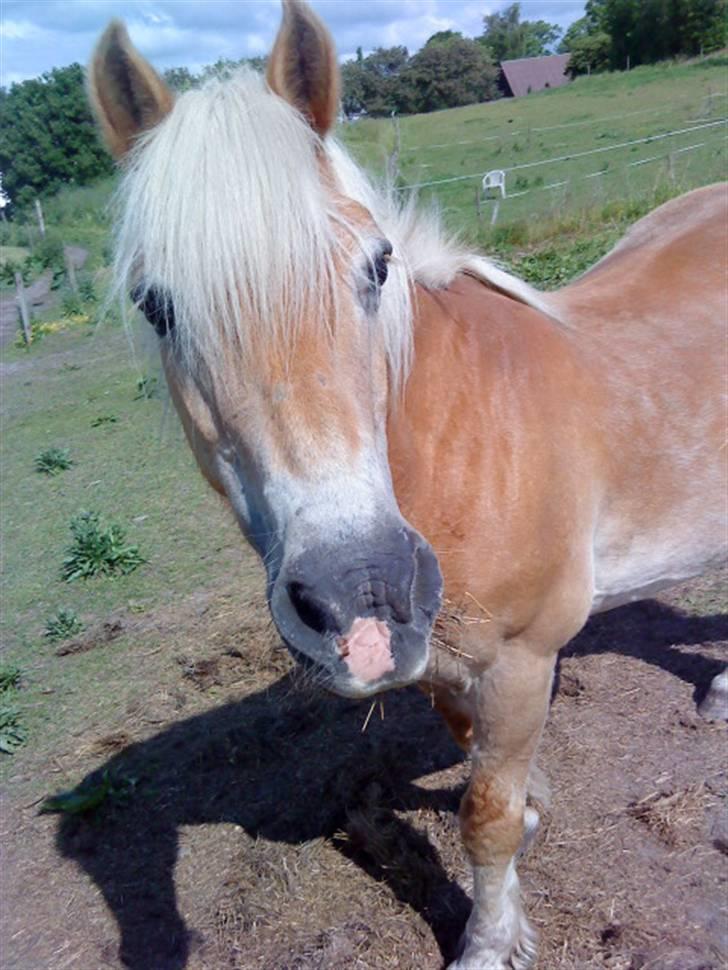 Haflinger Honey Flicka billede 1