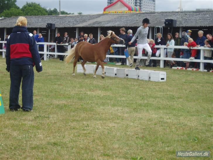 Anden særlig race Sasha *savnet !!!* - Mig og Sasha til dyrskue games ! Dyrskue 2009 !  billede 8
