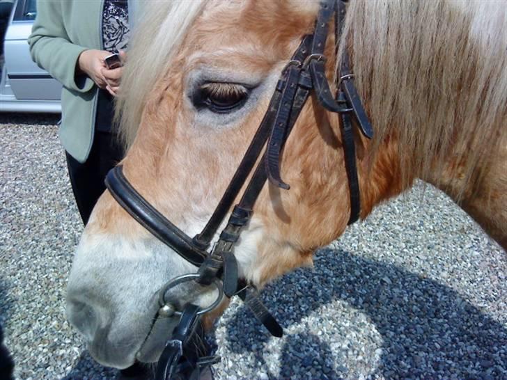 Haflinger Honey Flicka billede 2