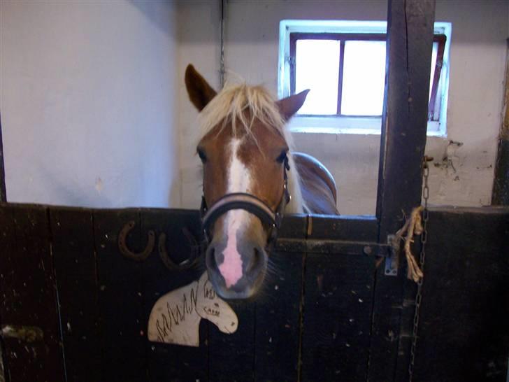 Anden særlig race Sasha *savnet !!!* - Boks !  billede 9