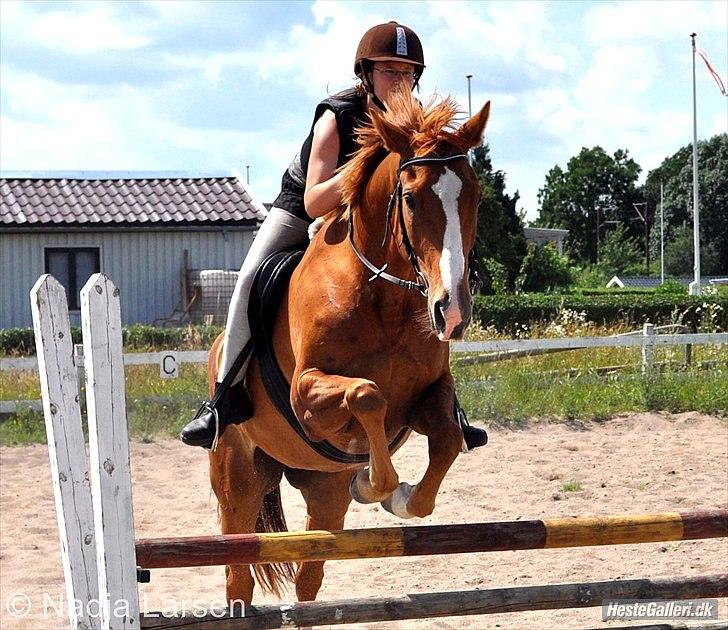 Dansk Varmblod Delight - Sommer 2010 - Foto Nadja billede 8