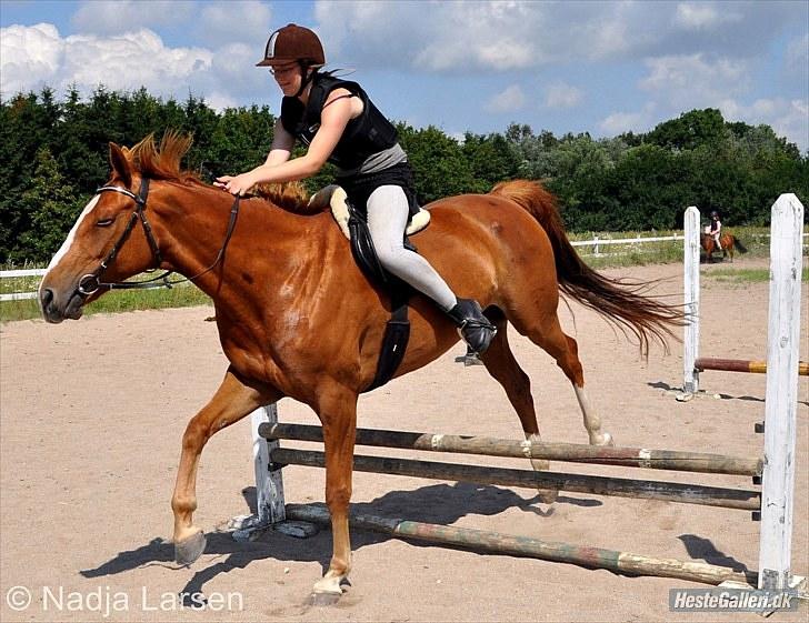 Dansk Varmblod Delight - Sommer 2010 - Foto Nadja billede 9