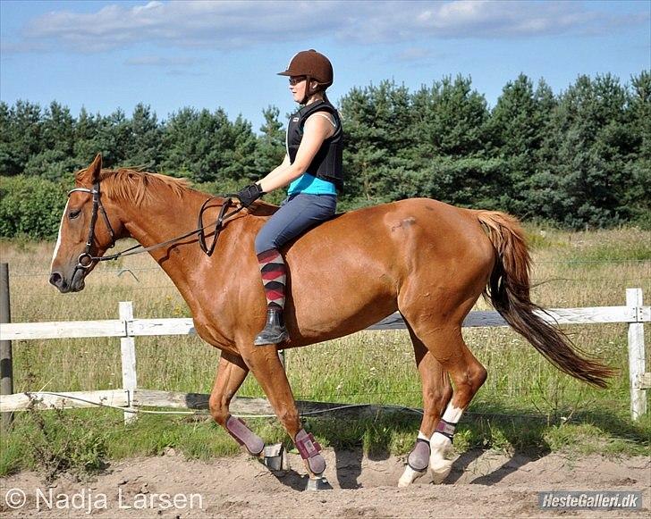 Dansk Varmblod Delight - Sommer 2010 - Foto Nadja billede 10