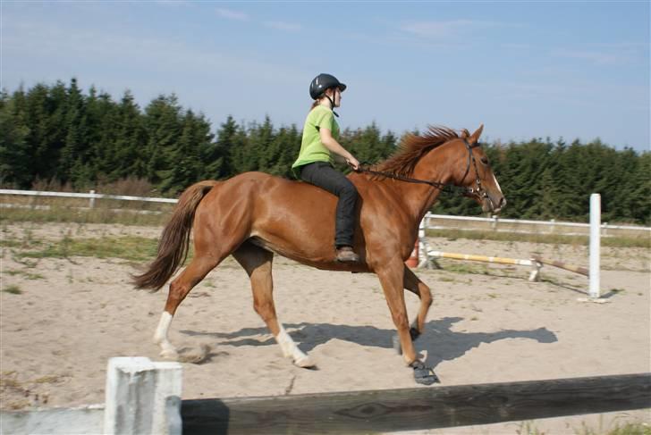 Dansk Varmblod Delight - Sommer 2009 - Foto Mette billede 11