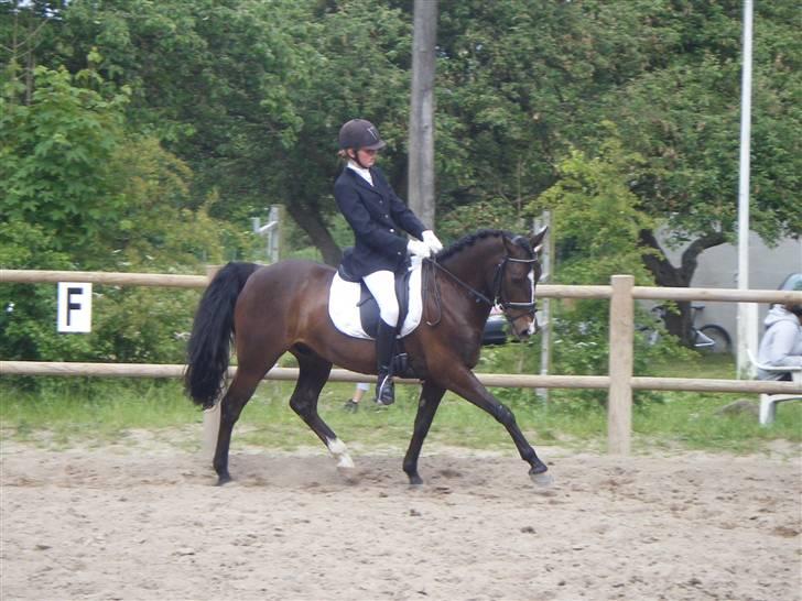 Anden særlig race Cashmir "solgt" billede 16