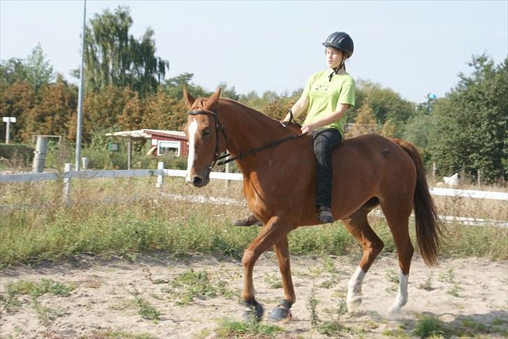 Dansk Varmblod Delight - Sommer 2009 - Foto Mette billede 12