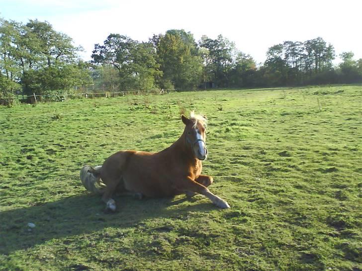 Anden særlig race Sasha *savnet !!!* - Sasha på fold <3 billede 11
