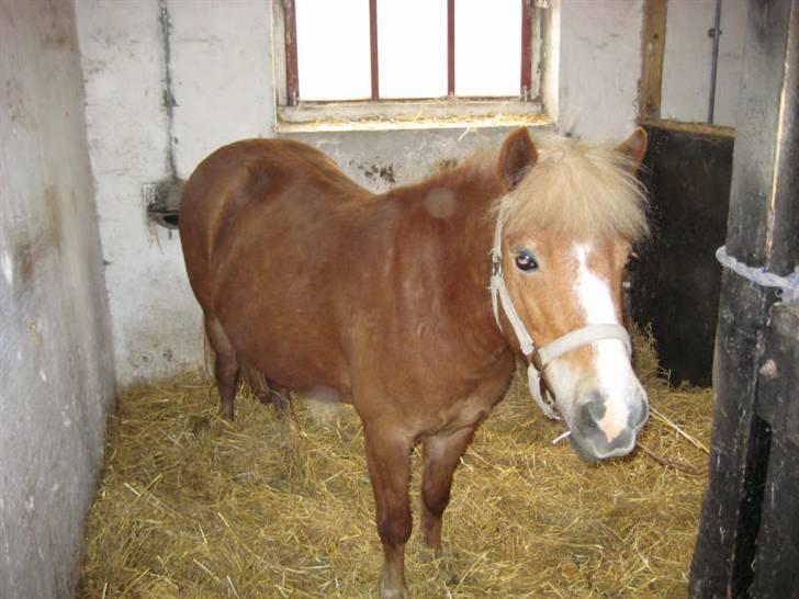 Anden særlig race Sasha *savnet !!!* - Boks ! 
lidt nysgerrig !  billede 12