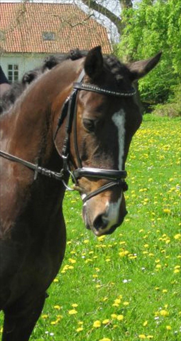 Anden særlig race Cashmir "solgt" billede 19