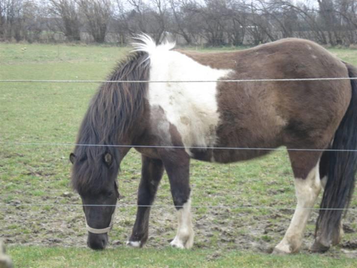 Islænder Geysir f Løkkegaard•Geyler• billede 4