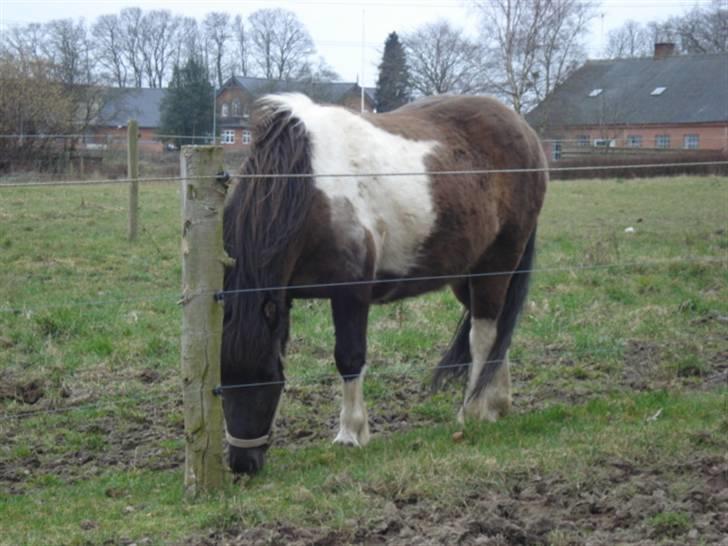 Islænder Geysir f Løkkegaard•Geyler• billede 5