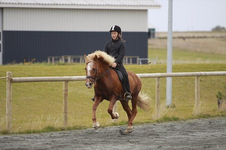 Islænder Kylja frá Wiesenhof - Weee galop. billede 9