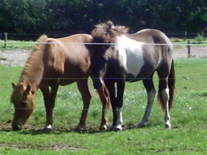 Islænder Geysir f Løkkegaard•Geyler• billede 6
