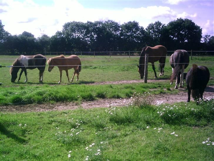 Islænder Geysir f Løkkegaard•Geyler• billede 7