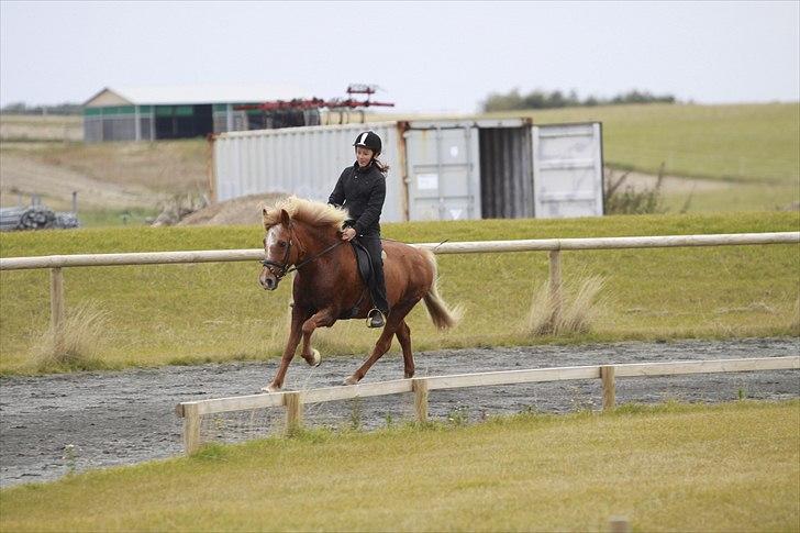 Islænder Kylja frá Wiesenhof - Galop igen !! :D billede 10