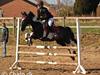 Hollandsk Sportspony Kees * SOLGT* [Tidl. hest]