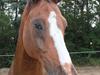 Westfaler Attache <3 *SOLGT* [Tidl. hest]