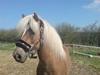 Haflinger tippy " SOLGT " [Tidl. hest]
