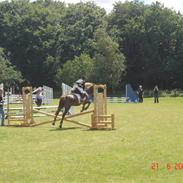 Welsh Pony (sec B) Avalon