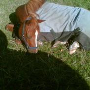 Anden særlig race Cæzar 