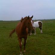 Anden særlig race Cæzar 