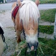 Haflinger Honey Flicka