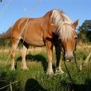Haflinger Honey Flicka