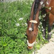 Anden særlig race Penelope <3 (mors)